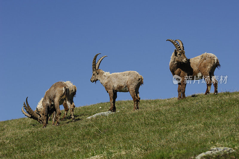 高山山羊 (Capra ibex)